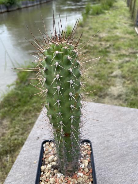 Seticereus icosagonus